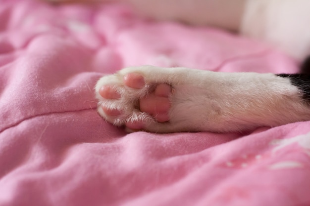 Close Up of a cat’s paws, cat lie down on pink bed.