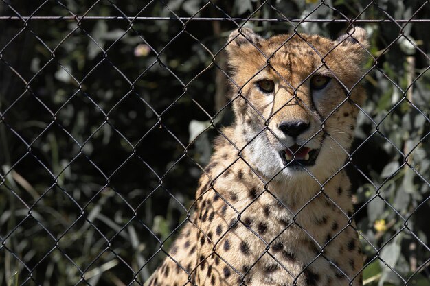 Photo close-up of cat seen through chainlink fence