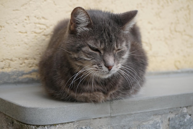 Close-up of cat sitting against wall