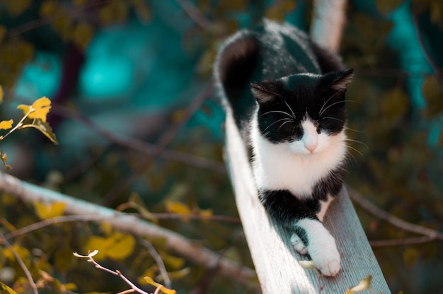 Photo close-up of cat sitting outdoors