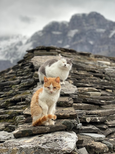 Photo close-up of cat sitting on rock