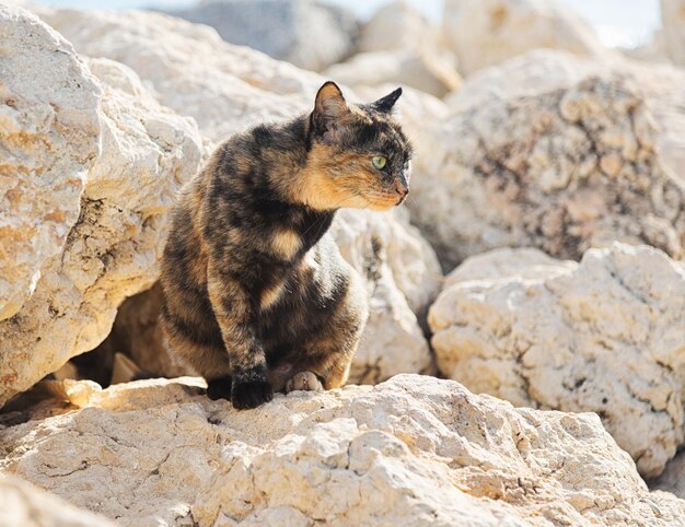 Photo close-up of cat sitting on rock