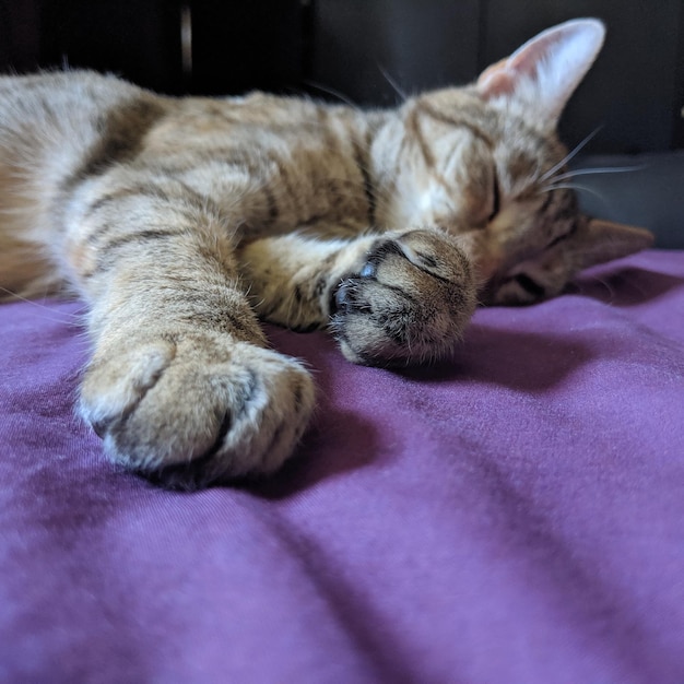 Photo close-up of cat sleeping on bed