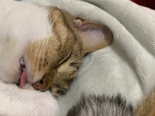 Photo close-up of cat sleeping on bed