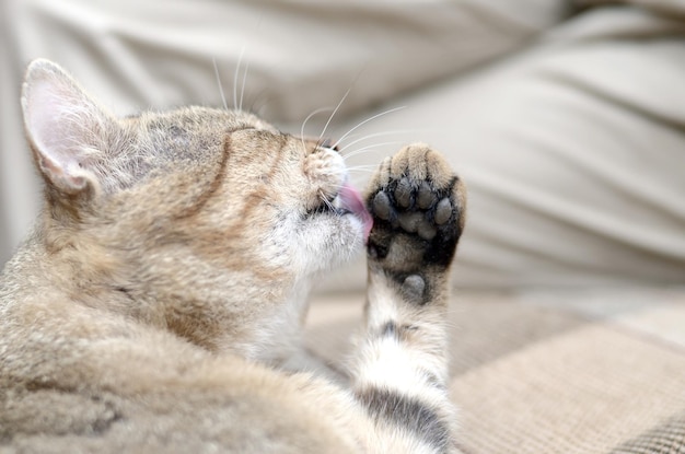 Photo close-up of cat sleeping