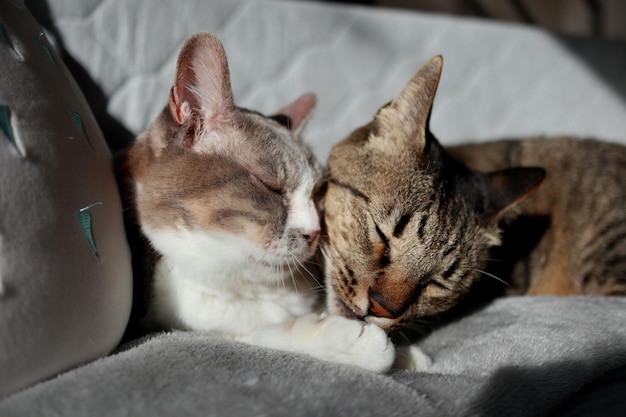 Close-up of cat sleeping