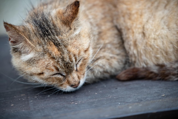 Photo close-up of a cat sleeping