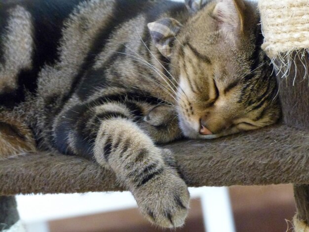 Photo close-up of cat sleeping