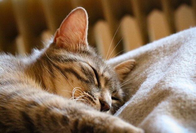 Photo close-up of cat sleeping