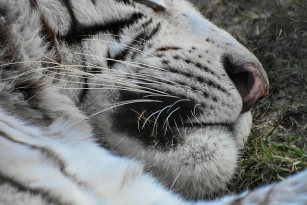 Photo close-up of cat with eyes closed