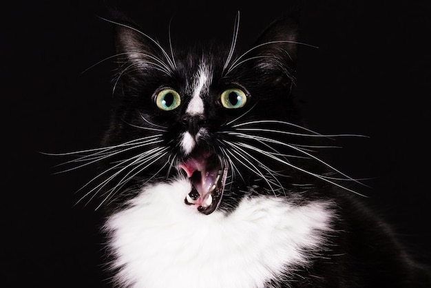 Close-up of cat yawning against black background