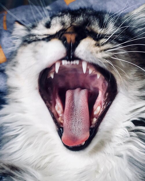 Photo close-up of cat yawning