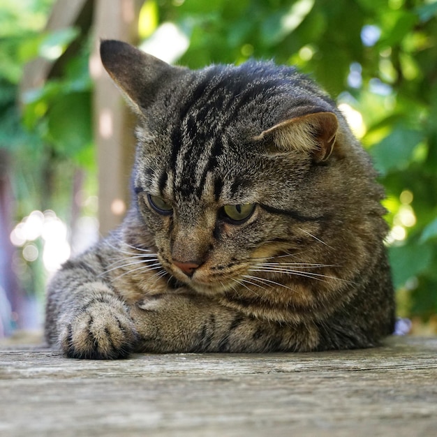 Close-up of a cat