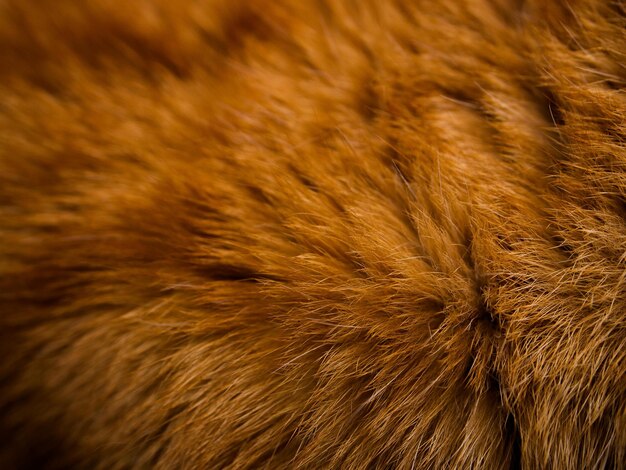 Close-up of a cat