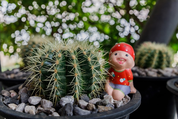 Close up of cattus in potted