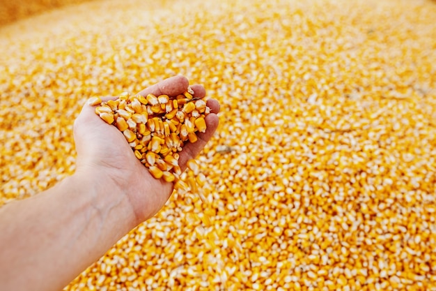 Close up of caucasian man holding ripe corn in hand. Autumn time. Husbandry concept.