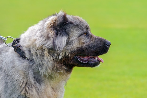 Close-up of a Caucasian shepherd dog of green grass