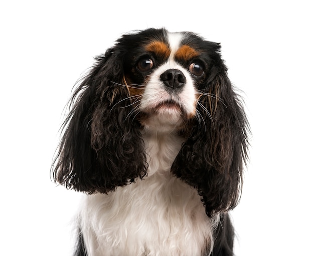 Close-up of a Cavalier King Charles Spaniel in front of a white wall