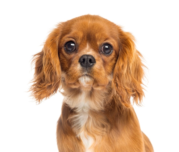 Close-up of a Cavalier King Charles Spaniel puppy, isolated on white