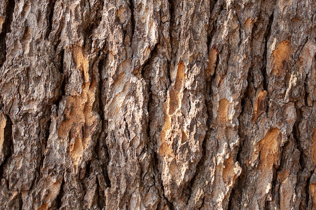 Close up of the cedar bark