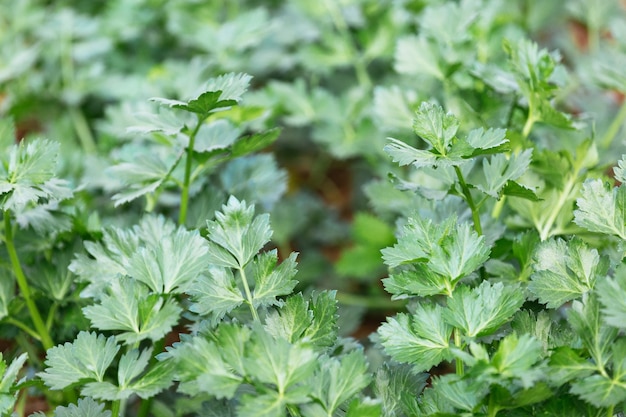 Close-up of celery growing outdoors