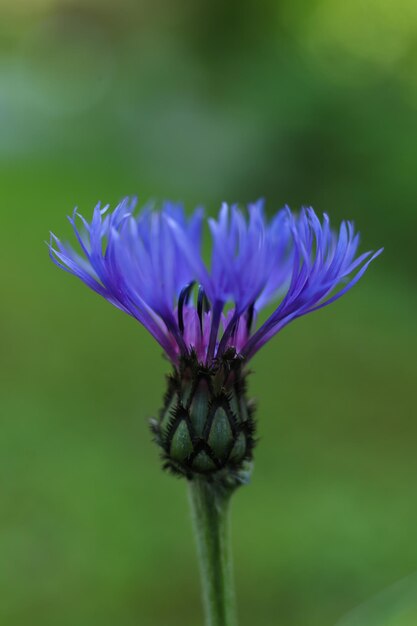 Photo a close up of centaurea montana the perennial cornflower mountain cornflower bachelors button