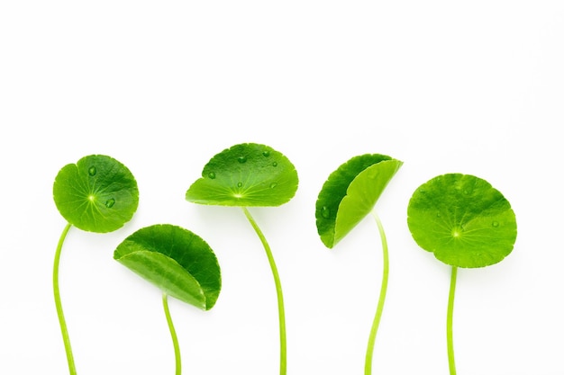 Close up centella asiatica leaves isolated on white background top view