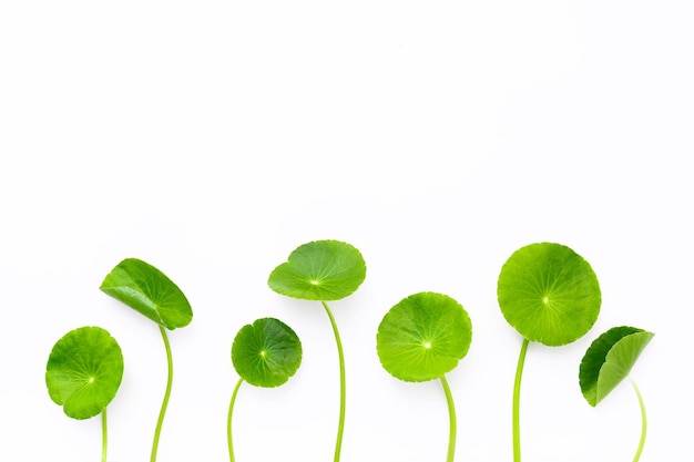 Close up centella asiatica leaves isolated on white background top view