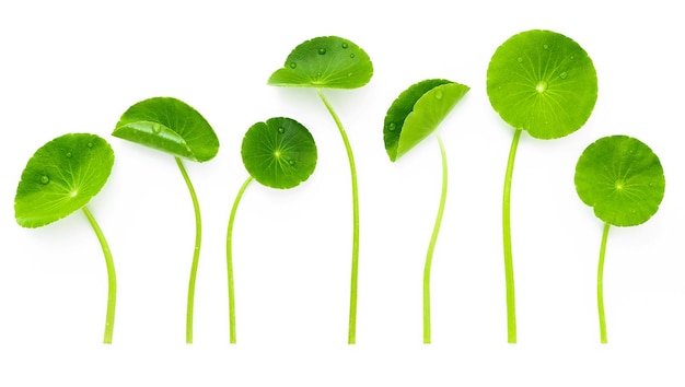 Close up centella asiatica leaves isolated on white background top view