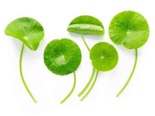 Close up centella asiatica leaves with rain drop isolated on white background top view