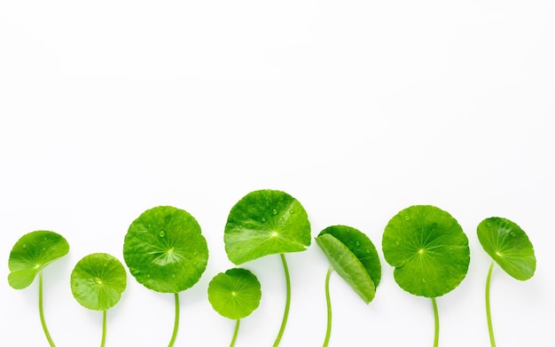 Close up centella asiatica leaves with rain drop isolated on white background top view