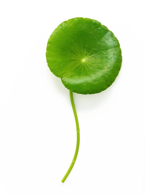 Close up centella asiatica leaves with rain drop isolated on white background top view