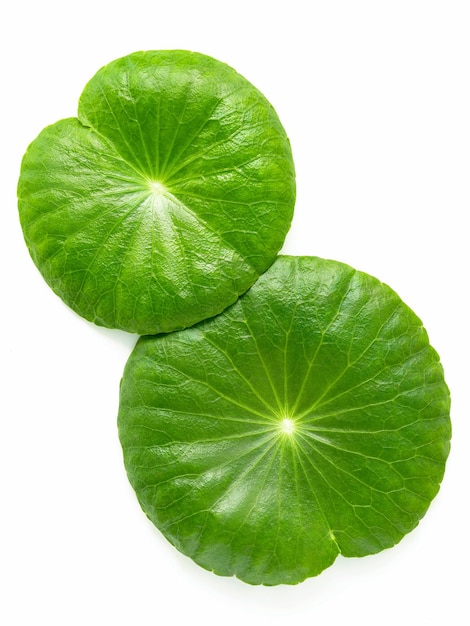 Close up centella asiatica leaves with rain drop isolated on white background top view