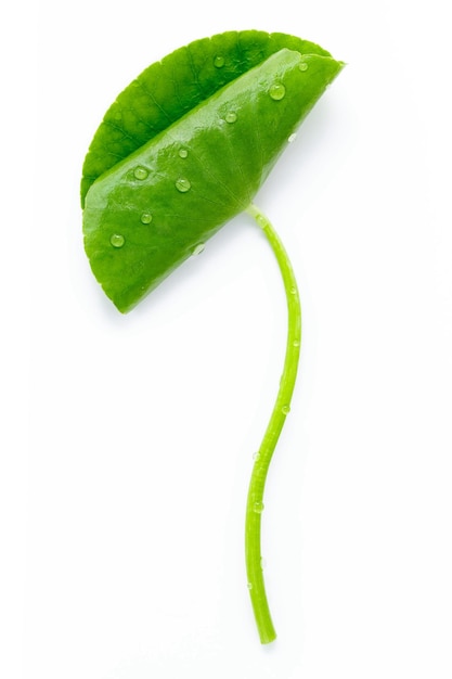 Close up centella asiatica leaves with rain drop isolated on white background top view