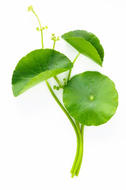 Close up centella asiatica leaves with rain drop isolated on white background top view