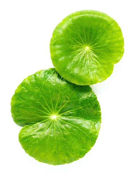 Close up centella asiatica leaves with rain drop isolated on white background top view