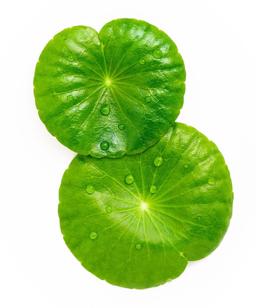 Close up centella asiatica leaves with rain drop in petri dish isolated on white background top view