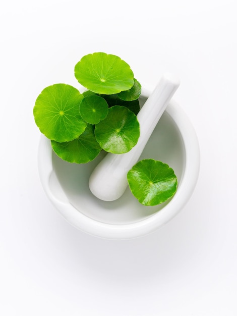 Close up centella asiatica leaves with white mortar isolated on white background top view