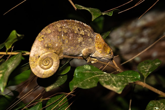 Close up chameleon on a branch