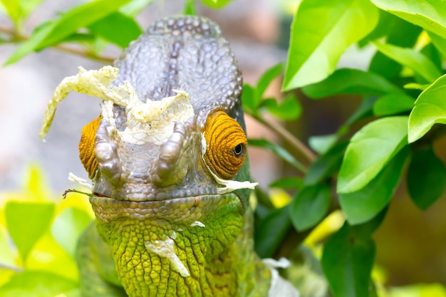 Close up chameleon on a branch