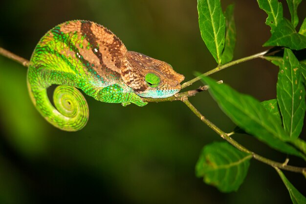 Close up on a chameleon on a branch