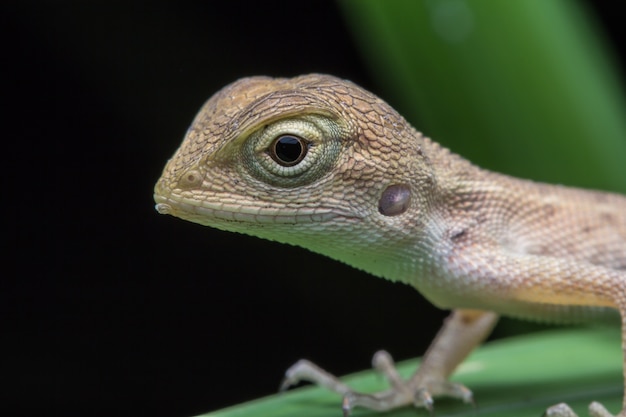 Close-up Chameleon in Thailand