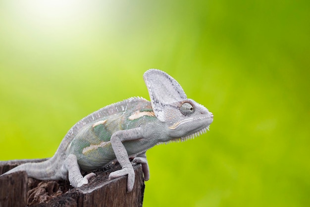 Photo close-up of chameleon on tree stump