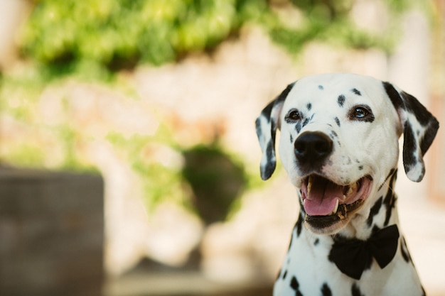 Close up cheerful dalmatian dog