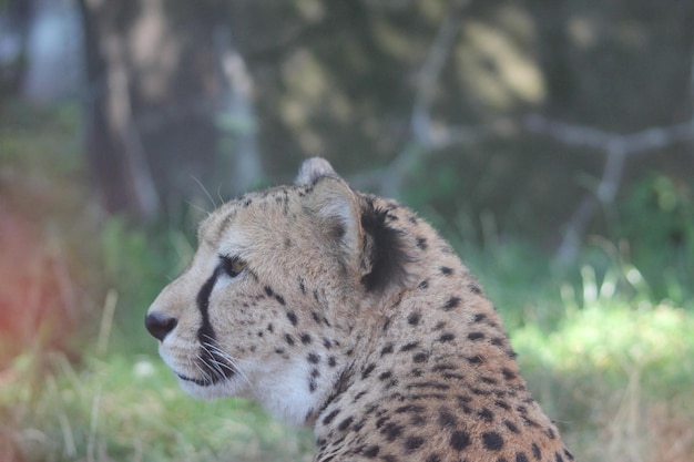 Close-up of a cheetah looking away