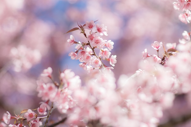 Close up of Cherry blossom flower during Hanami festival