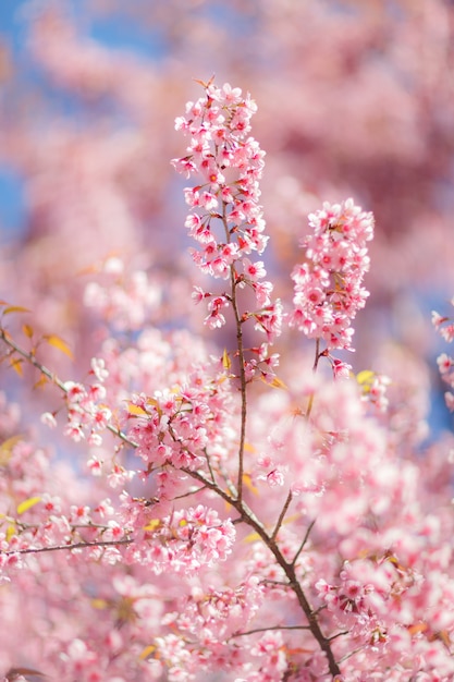 Close up of Cherry blossom flower during Hanami festival