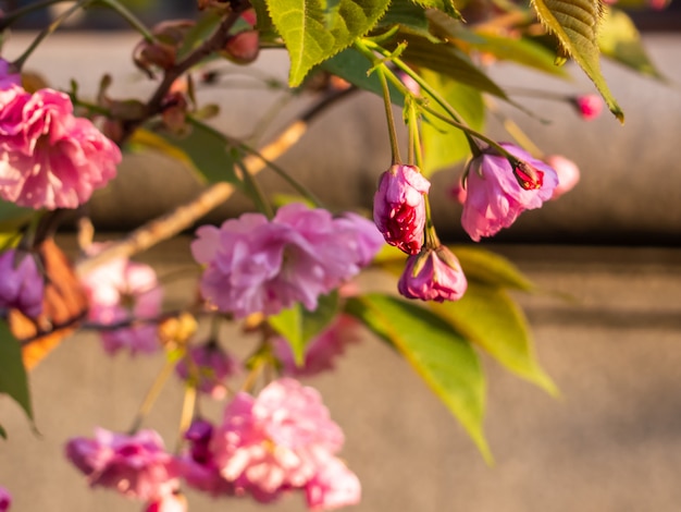 Close-up of cherry blossom in the garden.