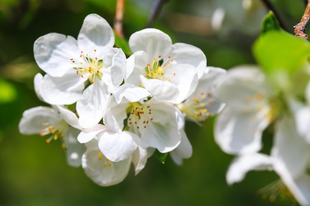 A close up of a cherry blossom with the word cherry on it