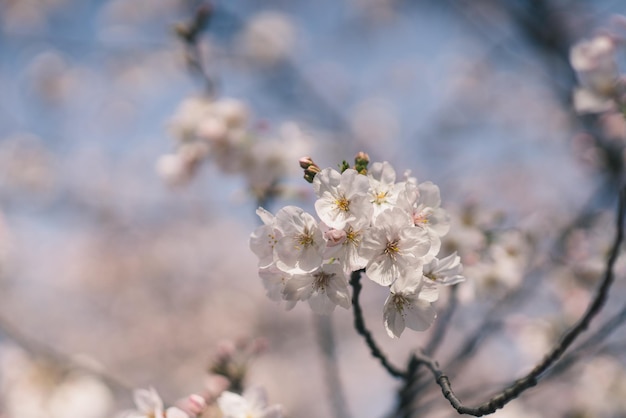 Close-up of cherry blossom